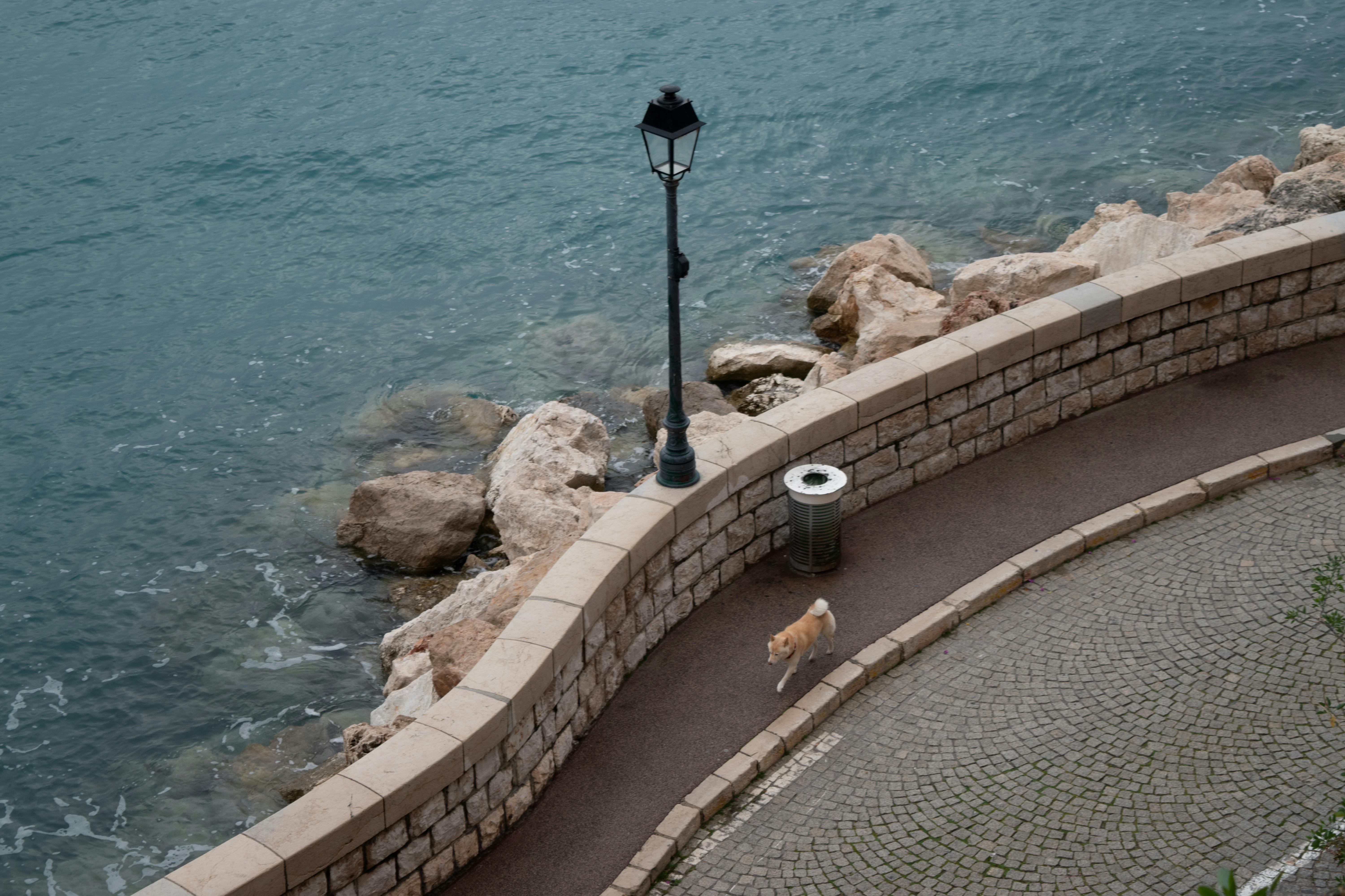 Gratis En fredelig udsigt over kyststien med en hund og en gadelampe i Nice, Frankrig. Lagerfoto