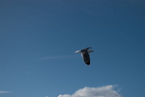Free A seagull in flight against a bright blue sky in Nice, France. Stock Photo