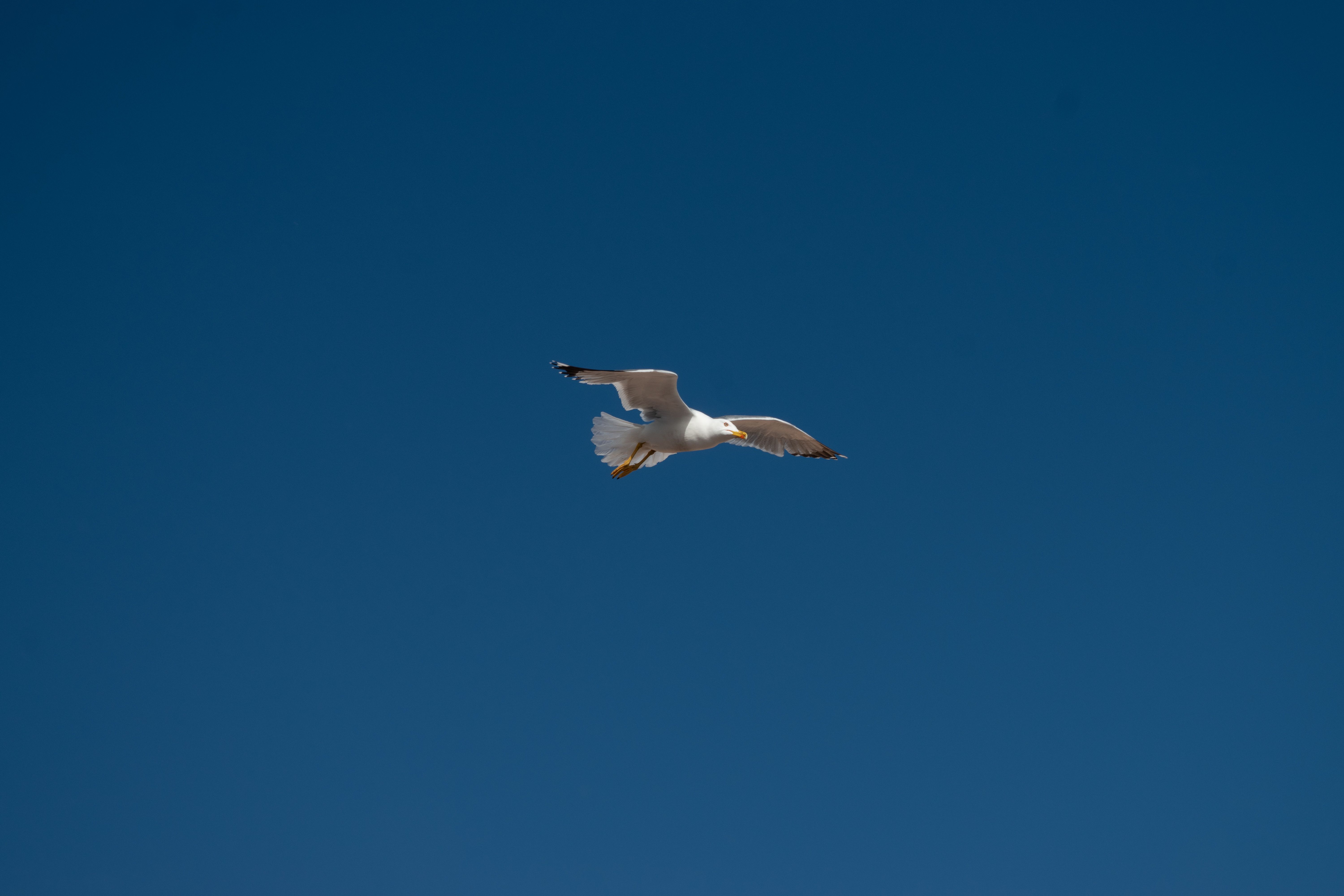 A lone seagull gracefully flies high against a clear blue sky in Nice, France.