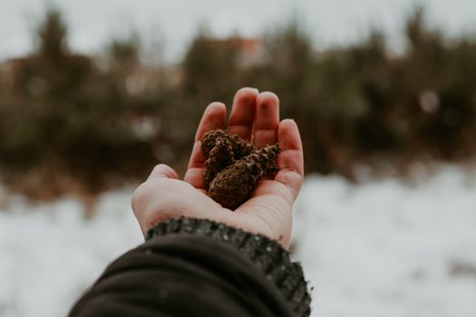 A winter scene with a hand holding pine cones, highlighting nature's beauty.
