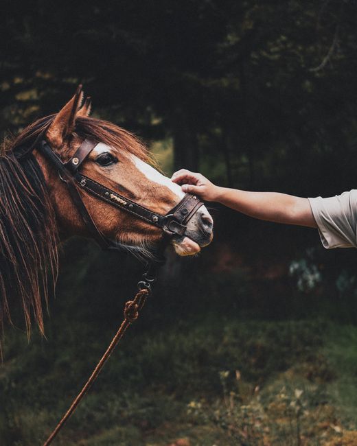 Gentle interaction with a brown horse in the lush forests of Ecuador. Calm and natural setting.