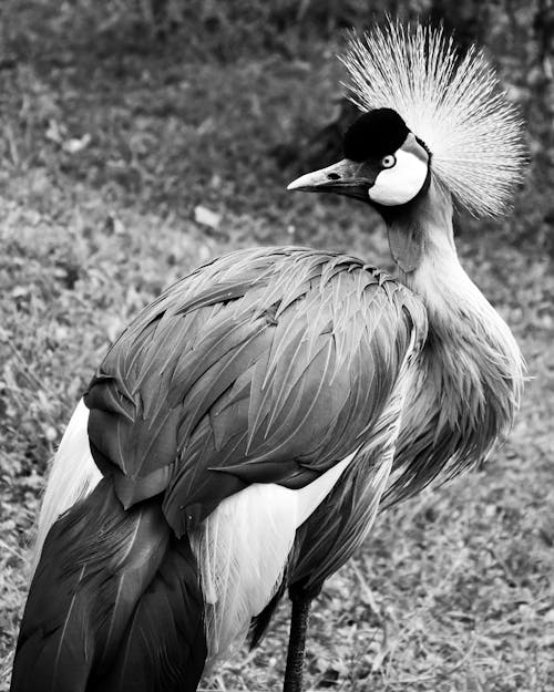 Black And White Photo Of Bird