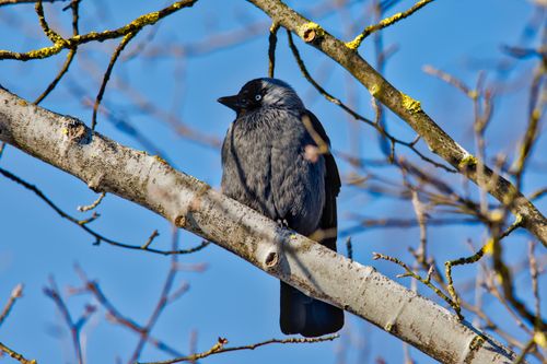 Free Close-up of a wild Jackdaw on a branch against a clear blue sky in Płock, Poland. Stock Photo