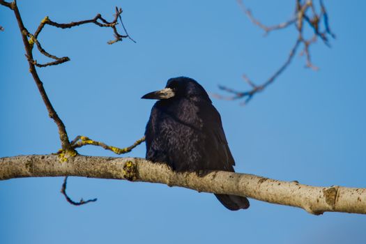 crow photo