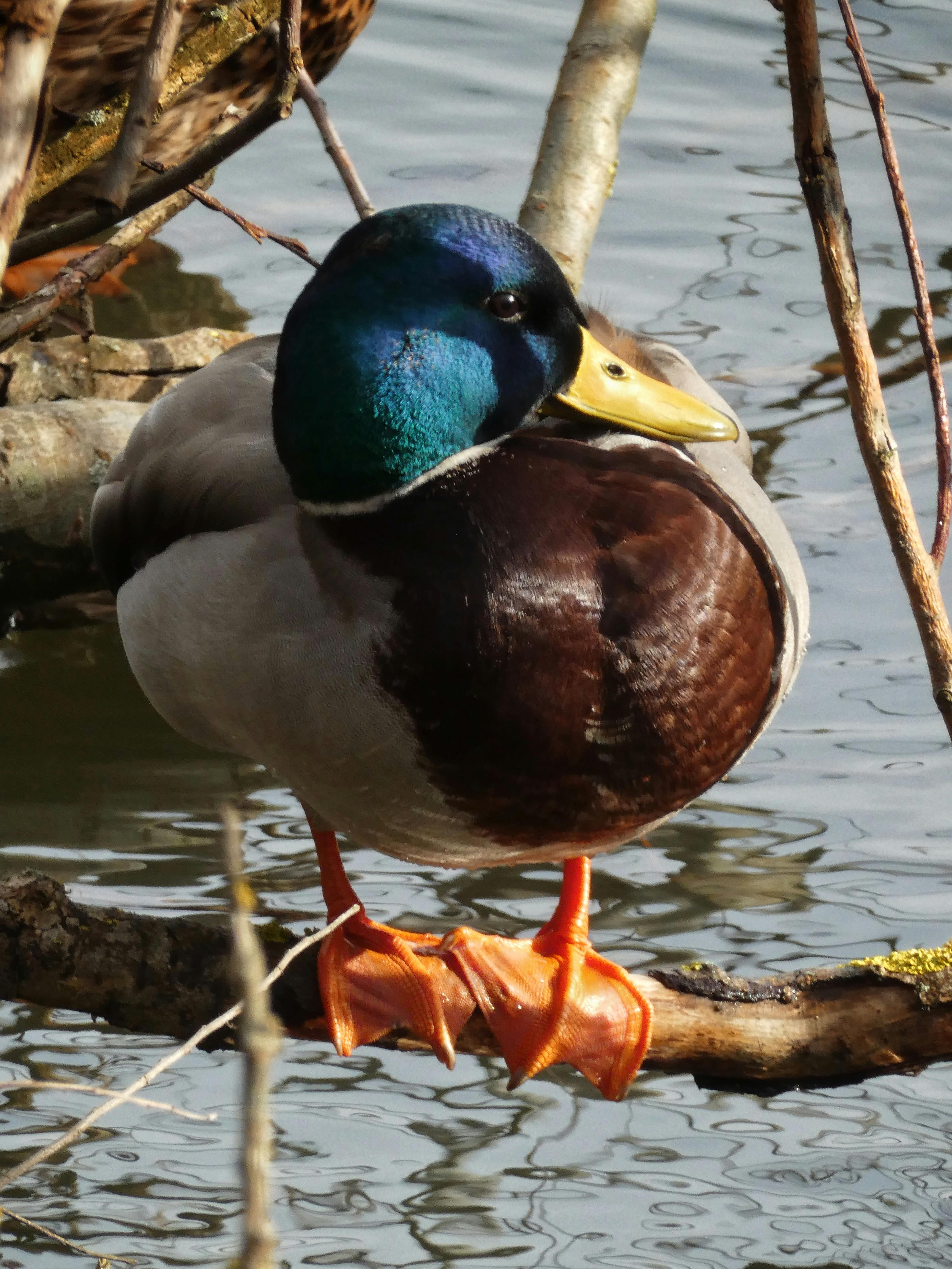 Close-up of a mallard duck with bright plumage perched on a branch in İstanbul.
