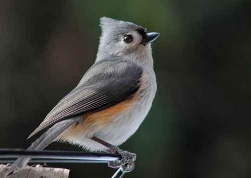Free A detailed shot of a Tufted Titmouse perched on a branch against a blurred background. Stock Photo