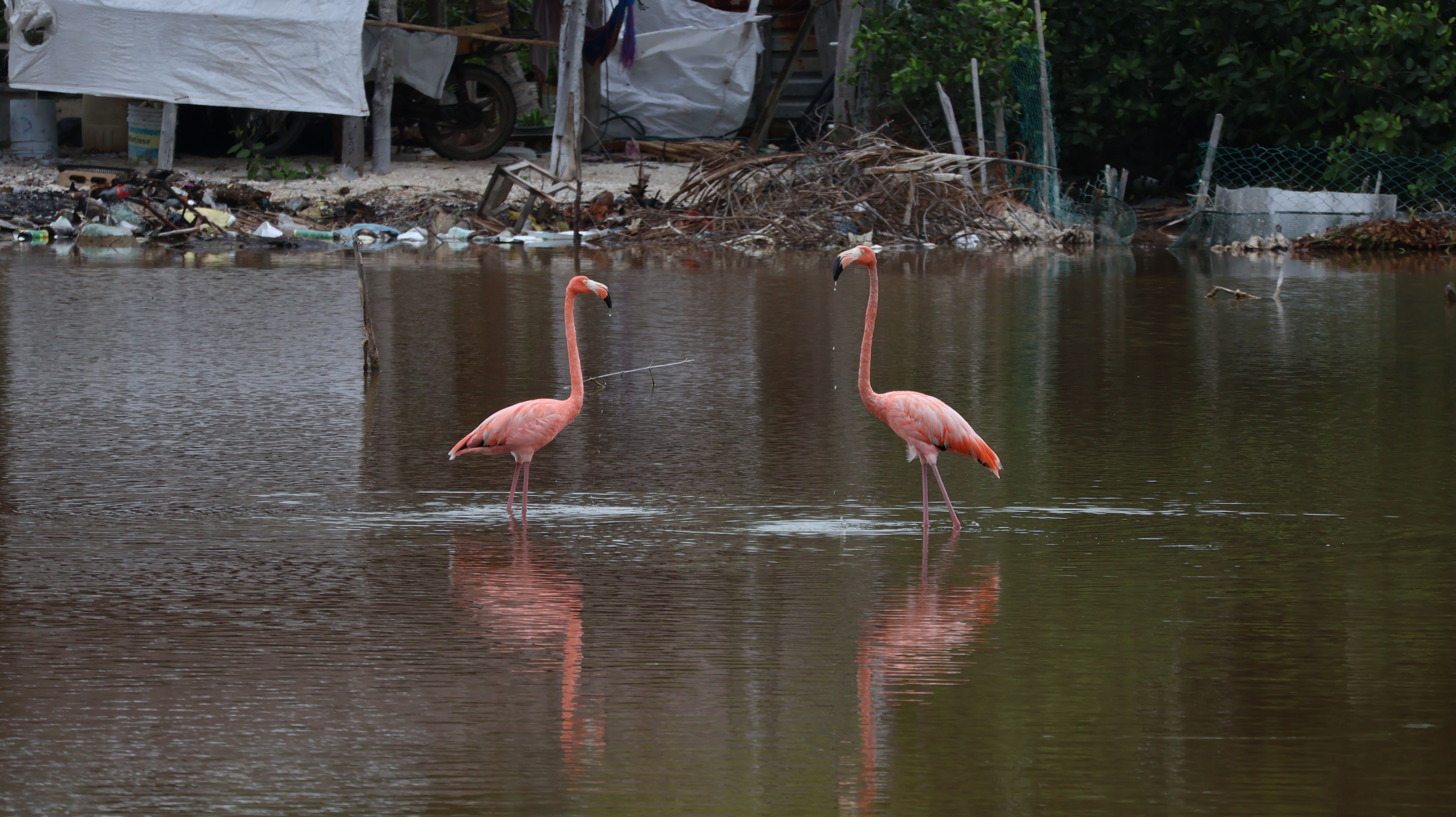 Senderismo y Avistamiento de Aves en la Ciénaga