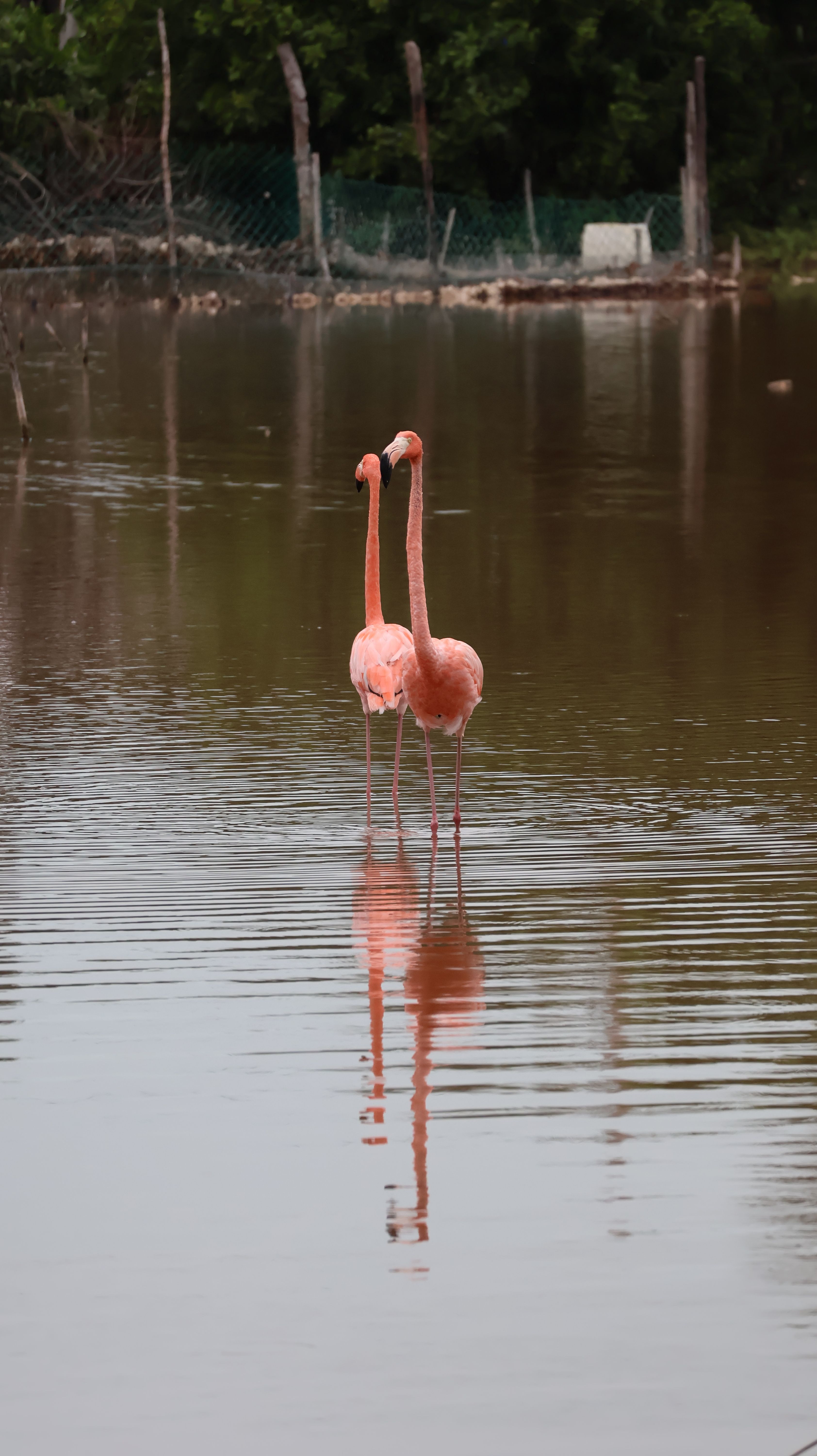 Flamants roses dans une lagune de mangrove du Yucatán, faune observable depuis Holbox