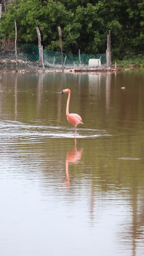 Free A solitary pink flamingo gracefully wades through sunlit waters in Yucatán's serene mangrove forest. Stock Photo