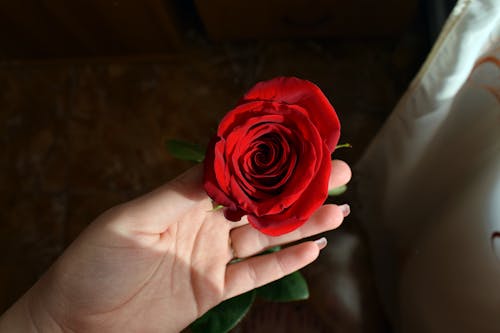 бесплатная Человек, держащий красную розу Стоковое фото