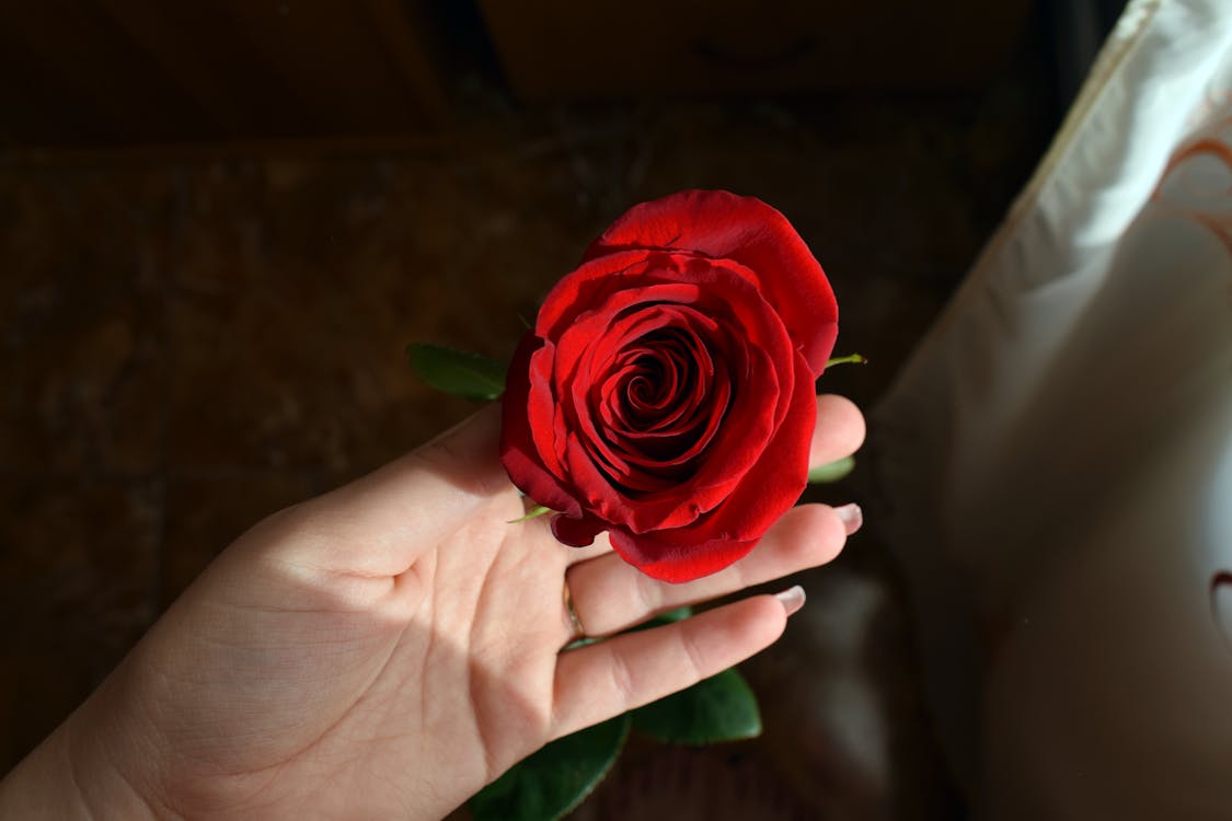 無料 赤いバラを持っている人 写真素材