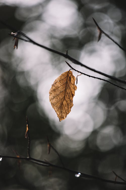 Wet tree branch with yellow leaf on cloudy day