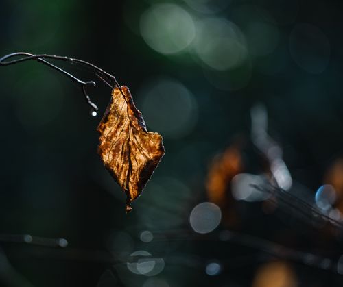 Free Closeup of lonely wet wilted leaf hanging on tree branch in forest during rainy autumn day Stock Photo