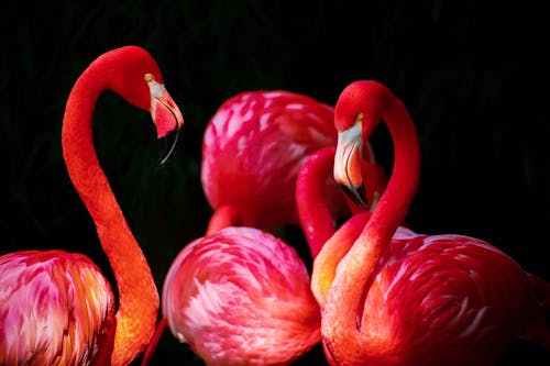 Free Red Flamingos Stock Photo