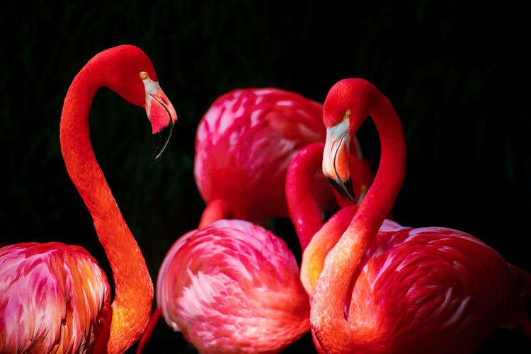 Red Flamingos