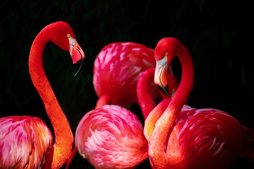 Free Bright pink Caribbean flamingos gracefully interacting in natural setting. Stock Photo