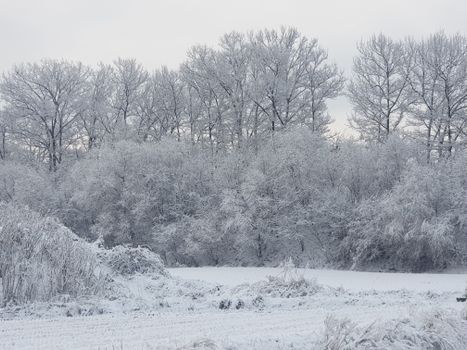 A tranquil winter landscape featuring snow-covered trees and a peaceful outdoor setting.