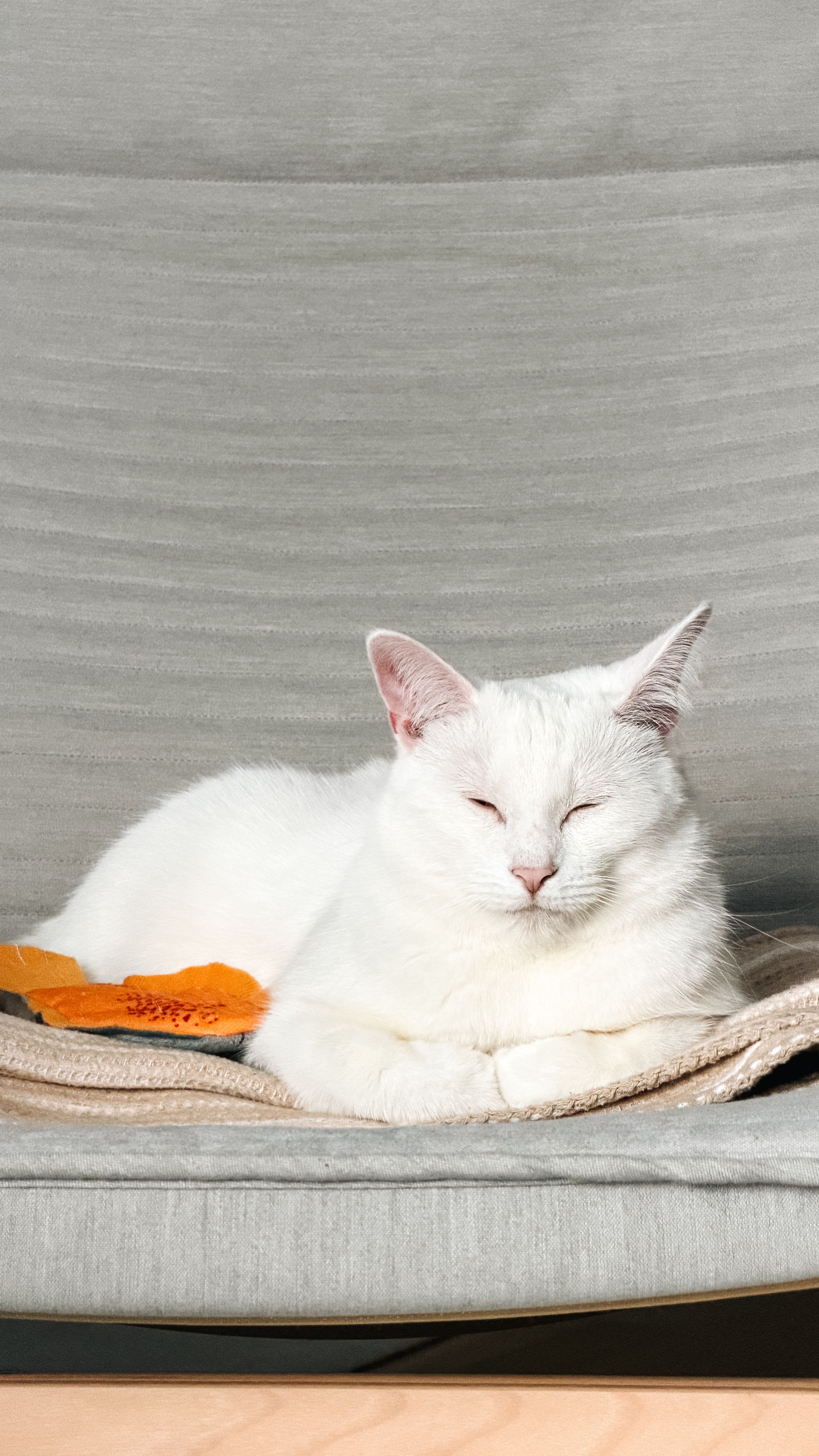 Varinha Interativa para Gatos