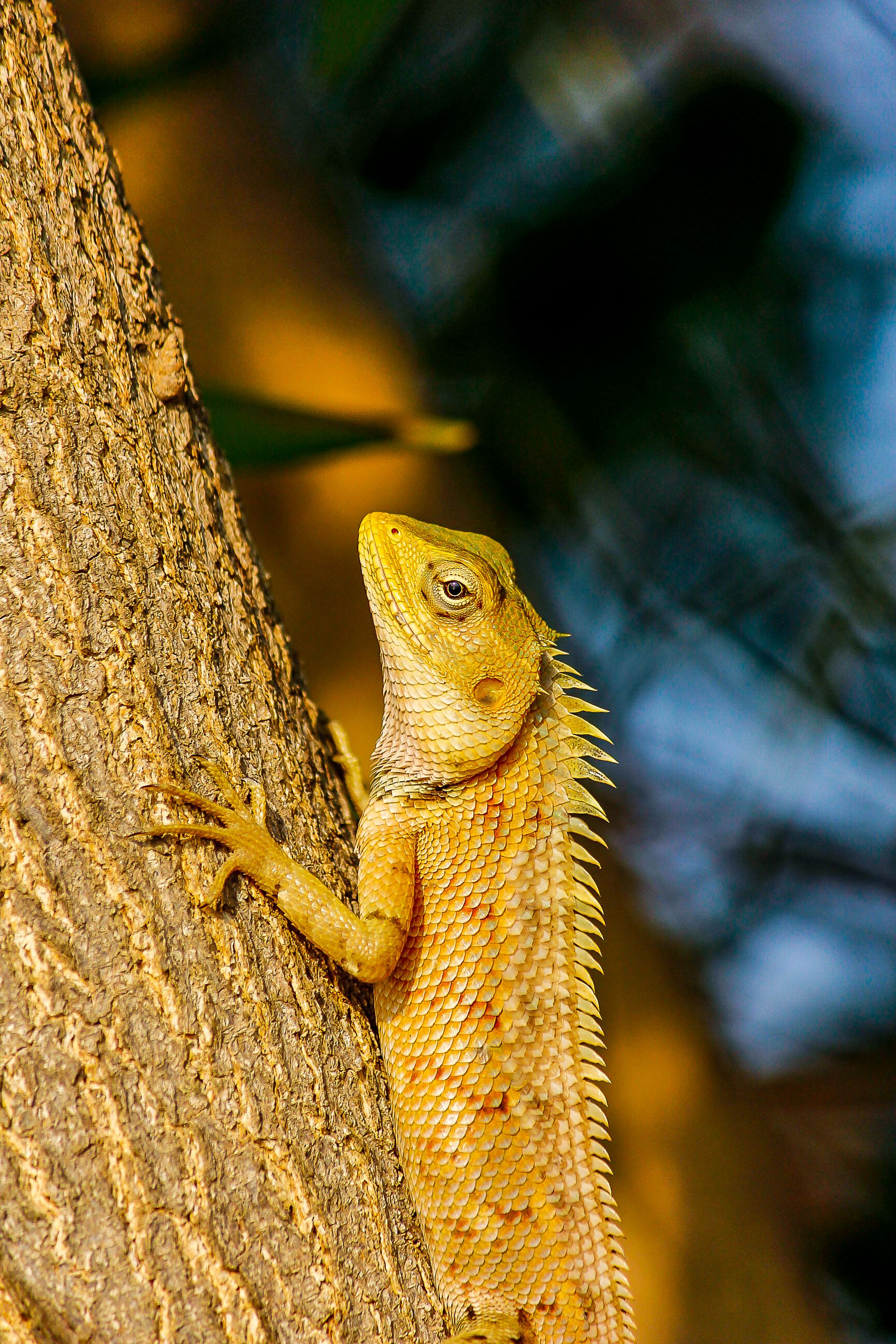Golden Lizard Climbing a Tree Trunk · Free Stock Photo
