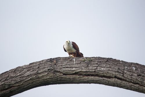 Free A Brahminy Kite gazes from its perch on a rustic tree branch, against a clear sky. Stock Photo