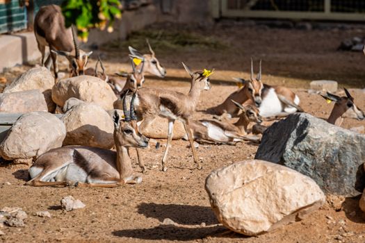 A group of gazelles resting among rocks in a sunny outdoor enclosure during the day.