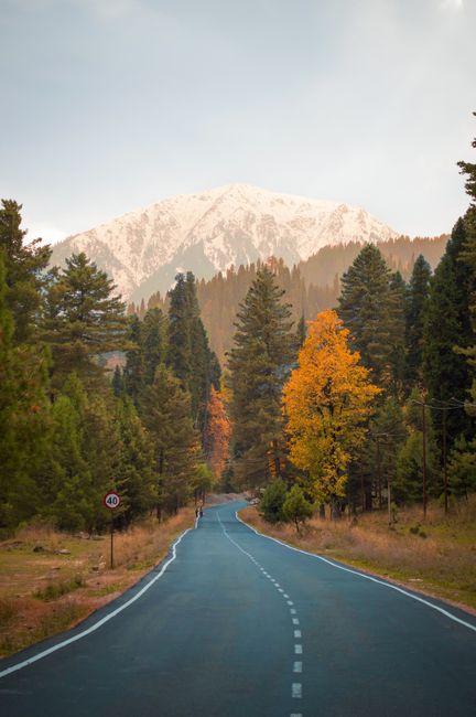 Beautiful road leading to snowy mountains surrounded by autumn trees, captured in clear weather.