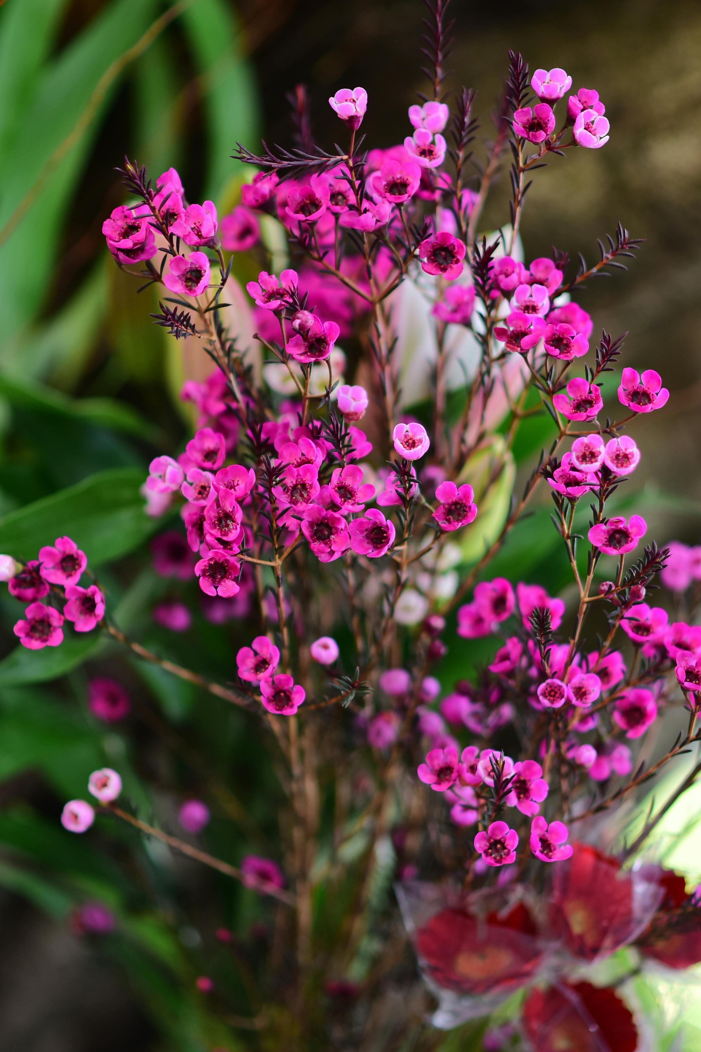 [ColoSach]-close-up-of-vibrant-pink-waxflower-(chamelaucium)-blooms-surrounded-by-lush-green-foliage.
