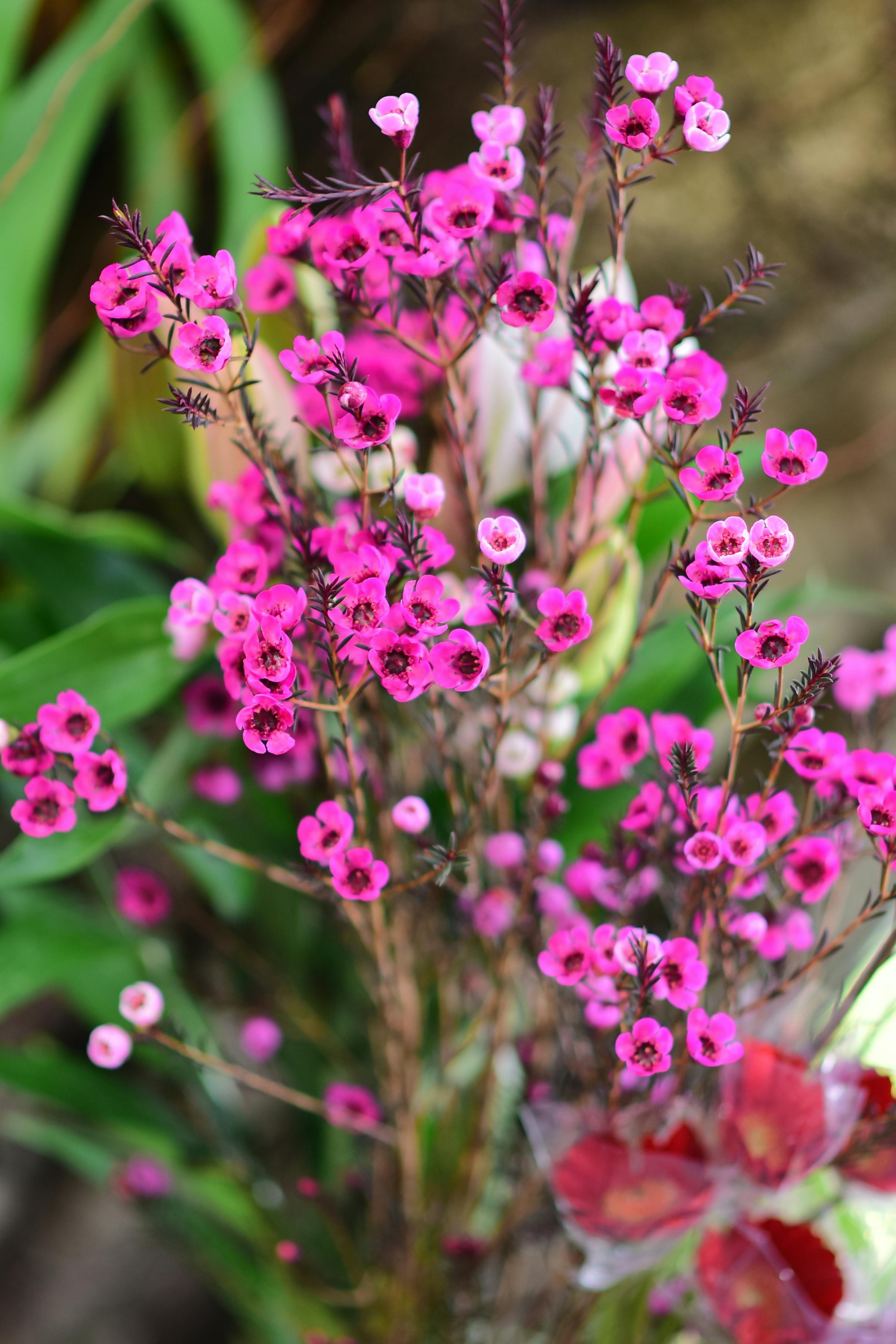 [ColoSach]-vibrant-pink-flowers-in-full-bloom-with-a-lush-green-background,-perfect-for-spring-themes.