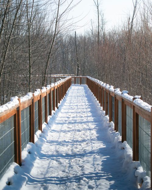 Free Serene snow-covered boardwalk surrounded by bare trees in a winter forest. Stock Photo