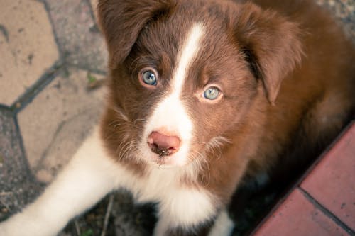 Free stock photo of animal, border collie, canine Stock Photo