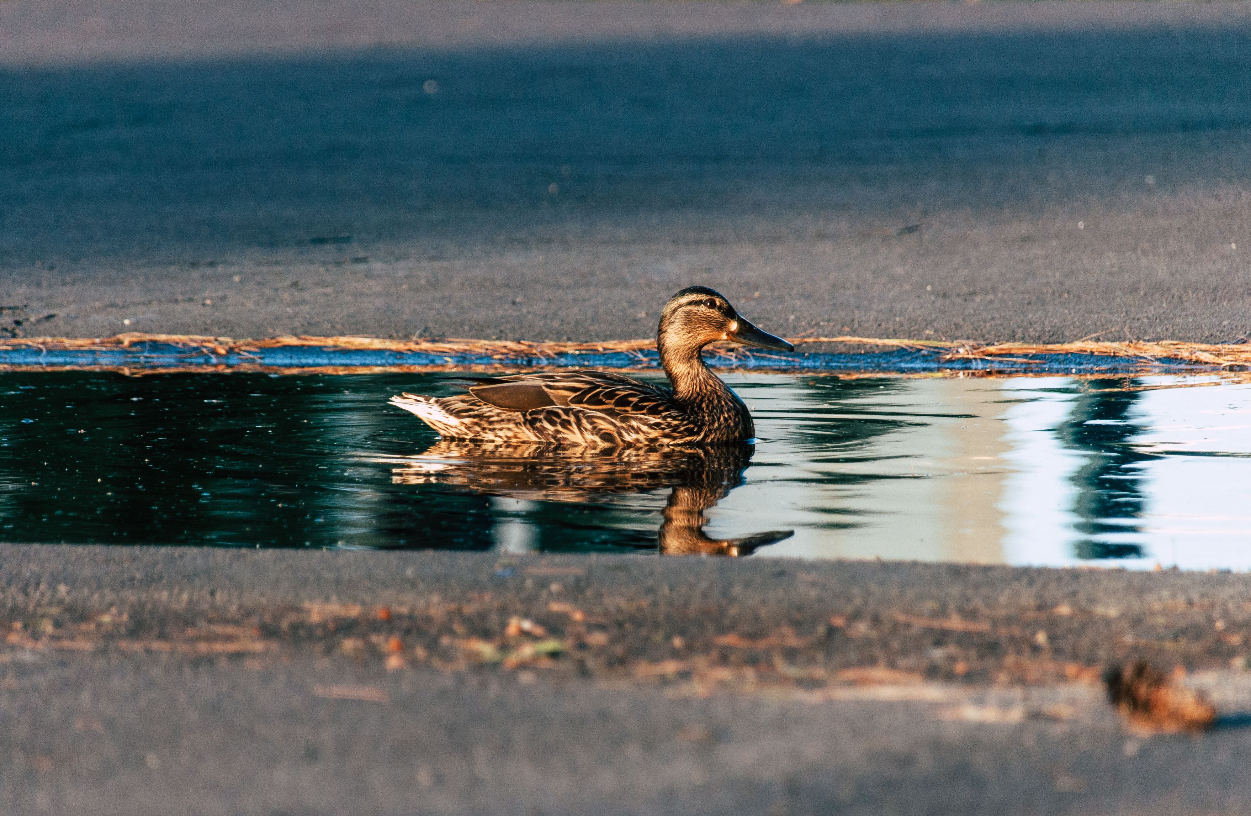 Autonomous Vehicle Strikes Duck in Austin, Sparks Community Debate