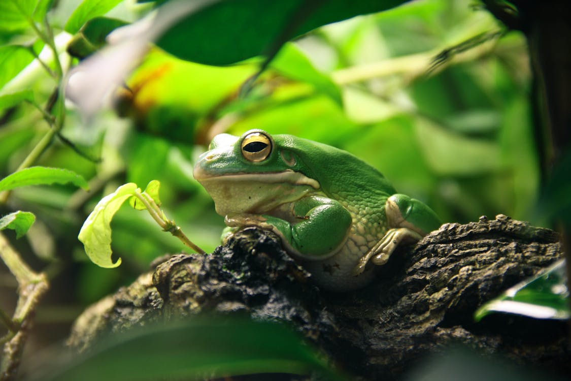 бесплатная Зеленая и белая лягушка отдыхает на ветке коричневого дерева Стоковое фото