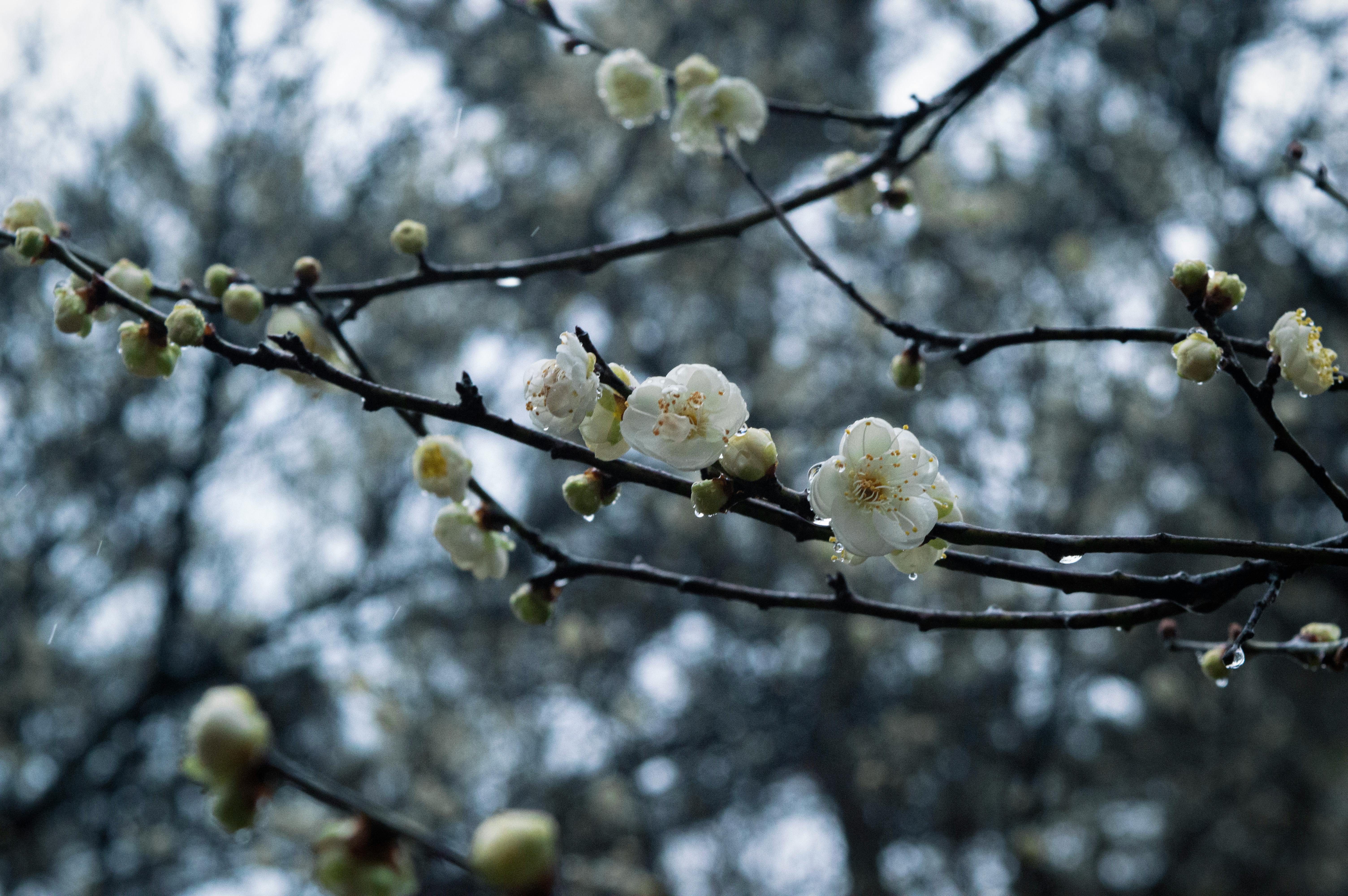 White plum blossoms with raindrops on branches, creating a serene and calming spring scene.