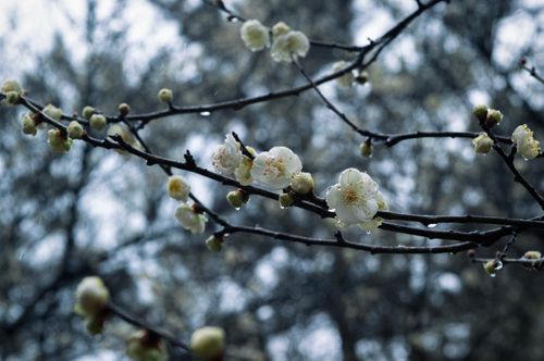 Free White plum blossoms with raindrops on branches, creating a serene and calming spring scene. Stock Photo