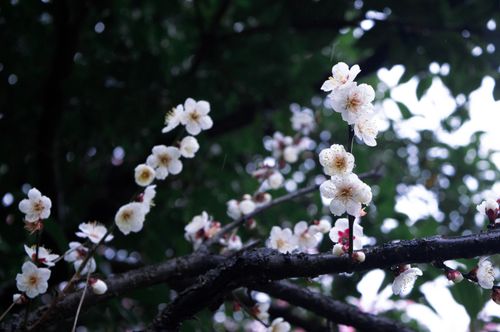 Free Beautiful white plum blossoms on a branch with lush green background, showcasing spring elegance. Stock Photo