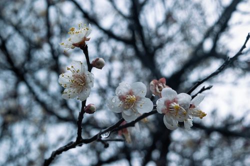 Free Detailed shot of dew-covered plum blossoms against a blurred background, embodying early spring freshness. Stock Photo