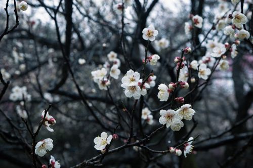 Free Beautiful plum blossoms blooming on branches, signaling the start of spring. Stock Photo