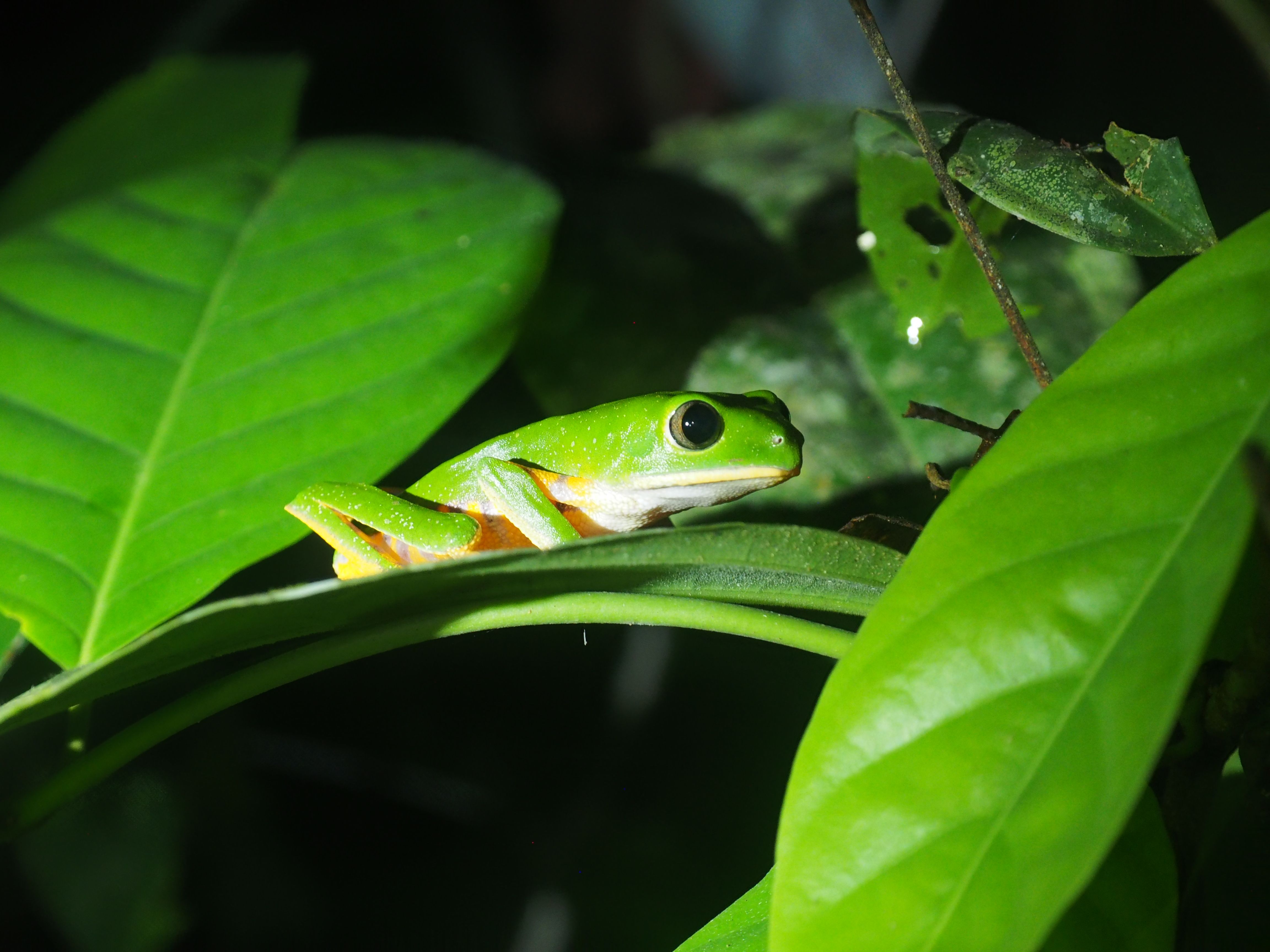 ‘Mystery at Blind Frog Ranch’ returns May 27, where to stream Discovery Channel free — Photo by Timon Cornelissen on Pexels