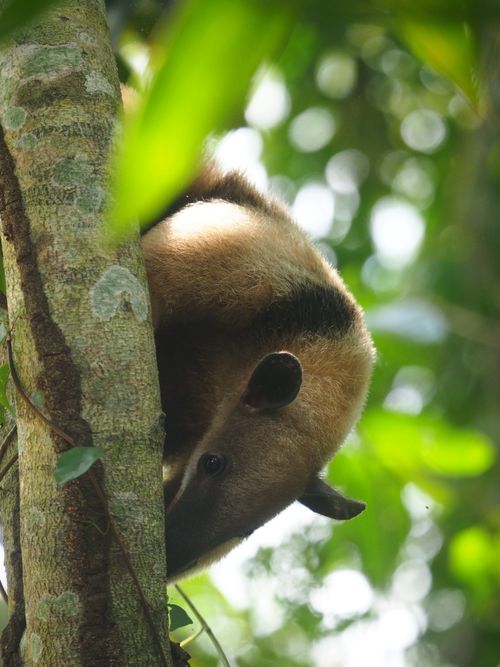 Free A tamandua antelope climbing a tree in a lush tropical forest. Natural wildlife scene. Stock Photo