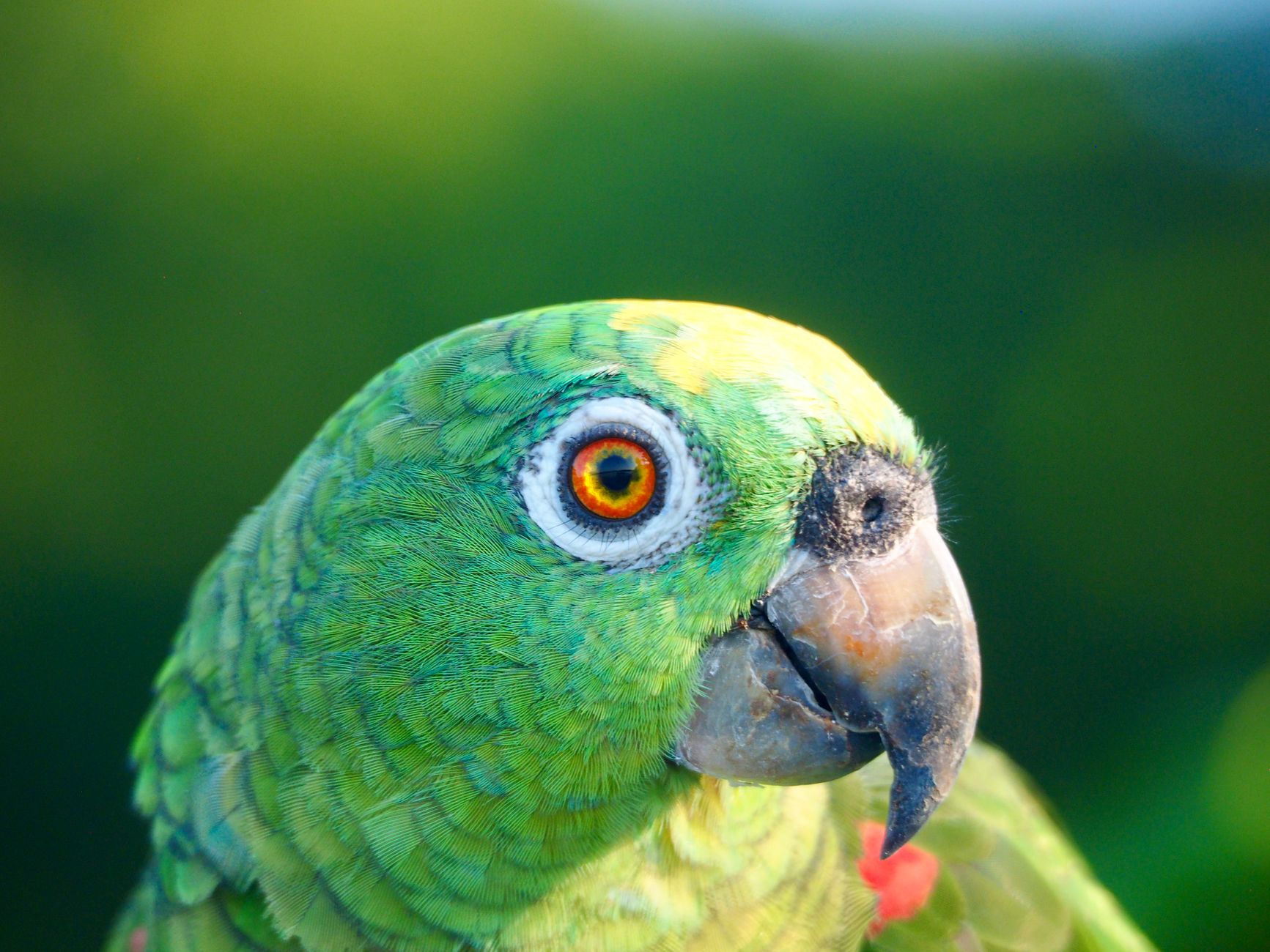 Yeni Zelanda'da nesli tükenme tehlikesi altındaki kakapo papağanı