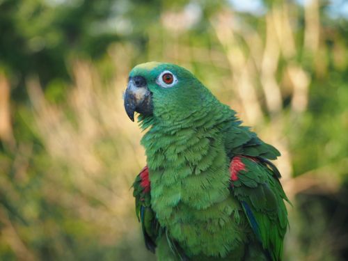 Free Close-up of a green parrot with red and blue feathers sitting outdoors. Stock Photo