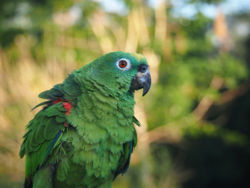 Free A vivid green parrot with striking details in a natural outdoor setting. Perfect for nature lovers. Stock Photo