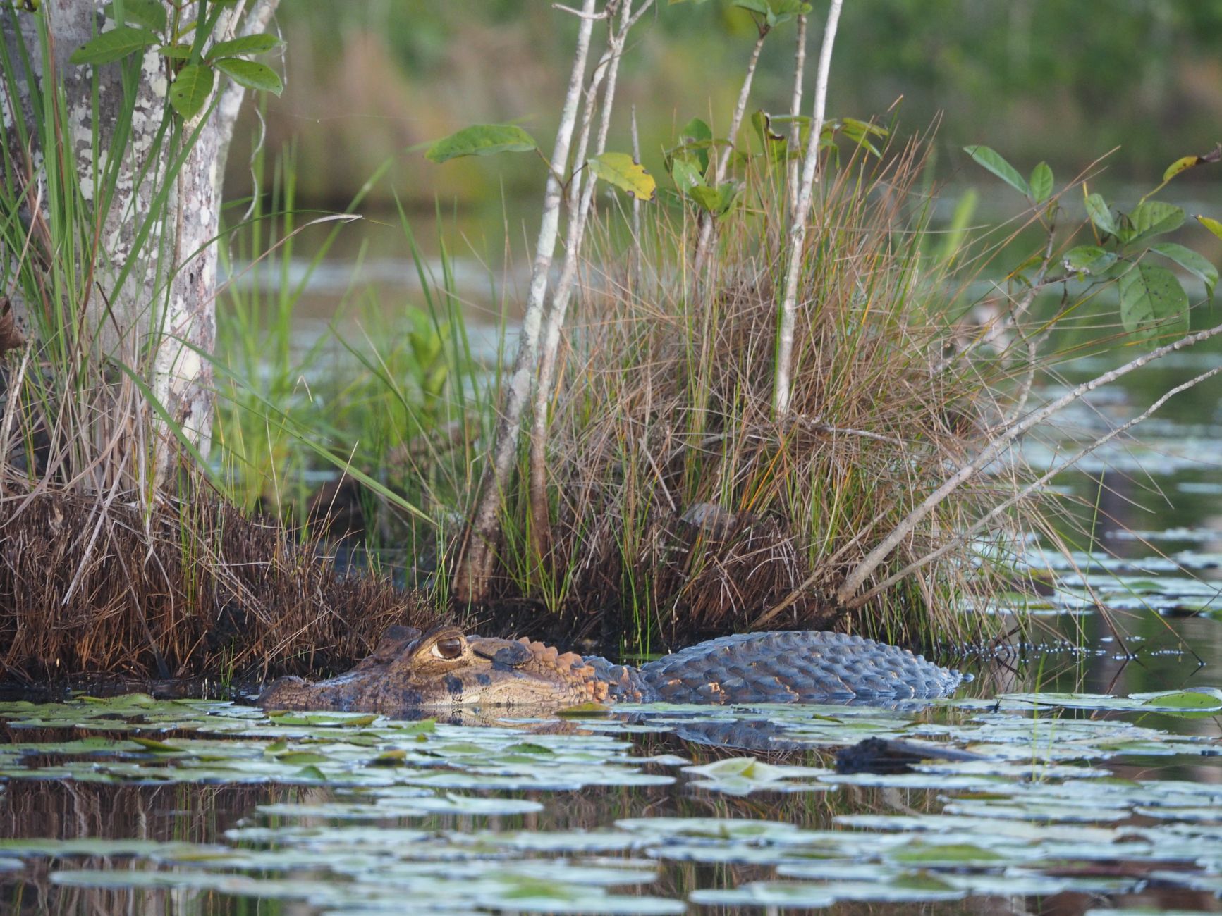Everglades photo 6