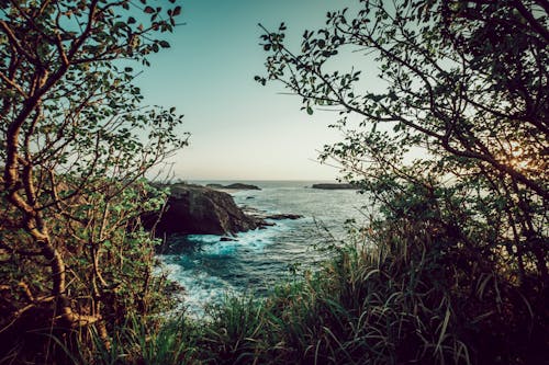 Бесплатное стоковое фото с берег, деревья, залив
