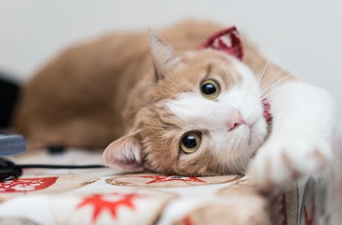 Free stock photo of brown cat, cat, cat eyes