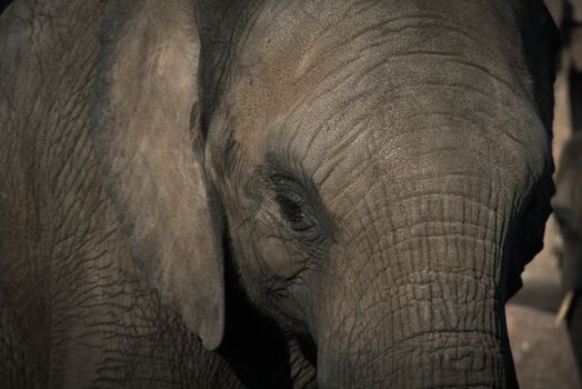 Intimate close-up of an African elephant showcasing its textured skin.