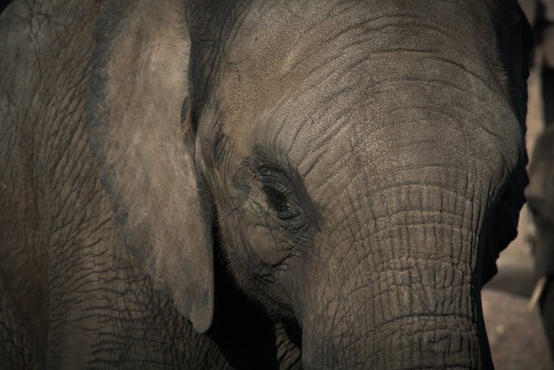 免費 灰色大象的選擇性聚焦攝影 圖庫相片