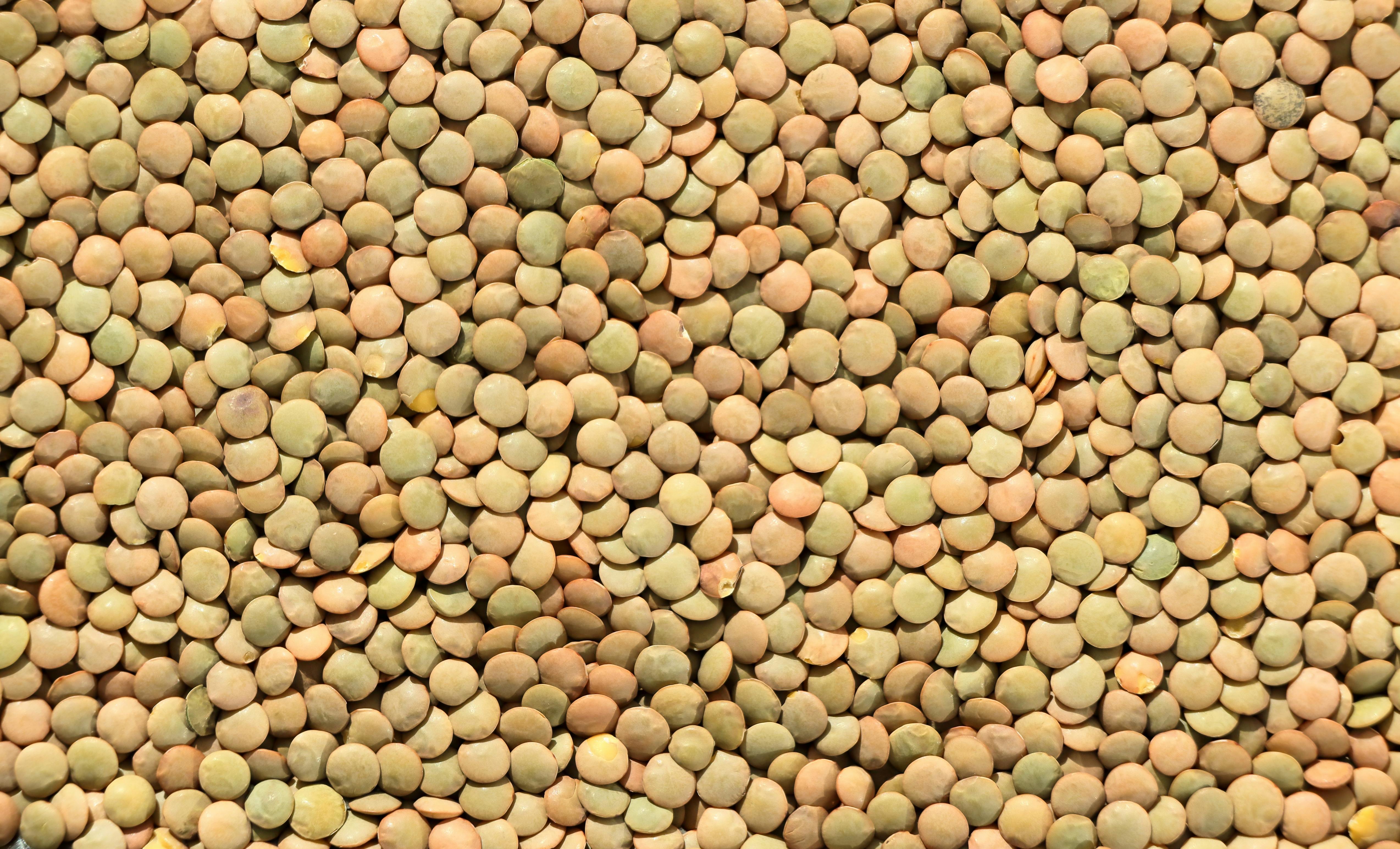 The Power of Plant-Based Protein - Photo by Mustafa Akın