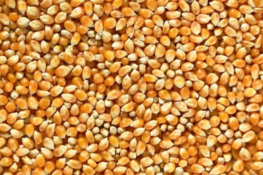 yellow corn kernels