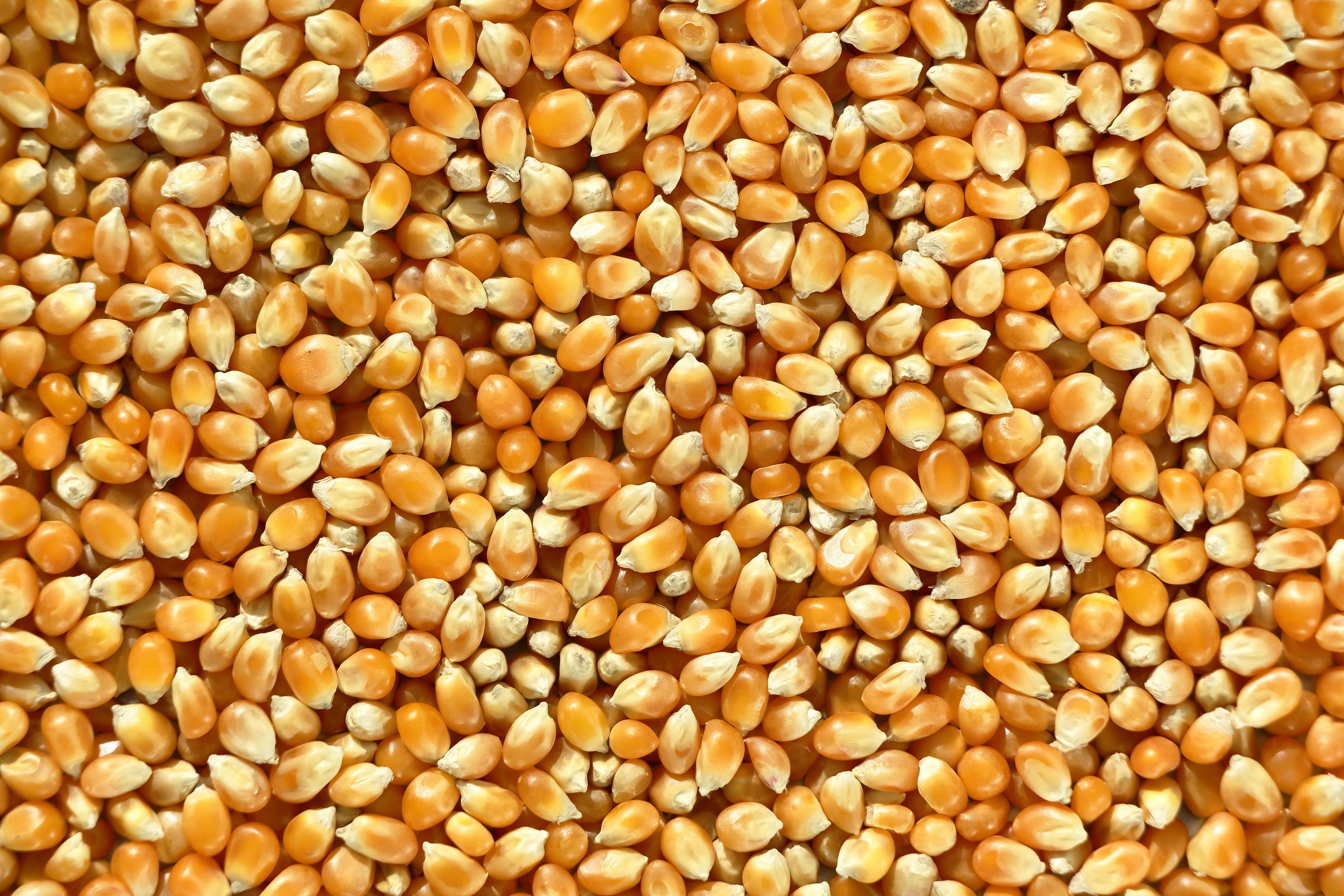 Gratuit Gros plan éclatant de grains de maïs à éclater mettant en valeur leur texture et leur couleur naturelles. Photos